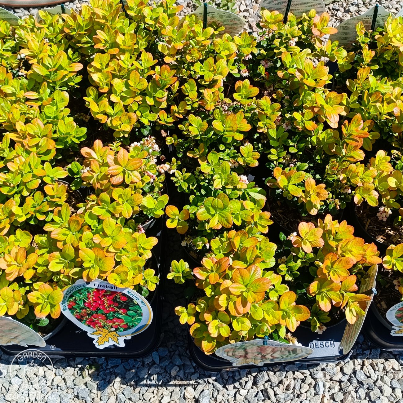 Obrázok Brusnica pravá (Vaccinium vitis-idaea) ´FIREBALLS´- výška 10-20 cm, kont. C1L